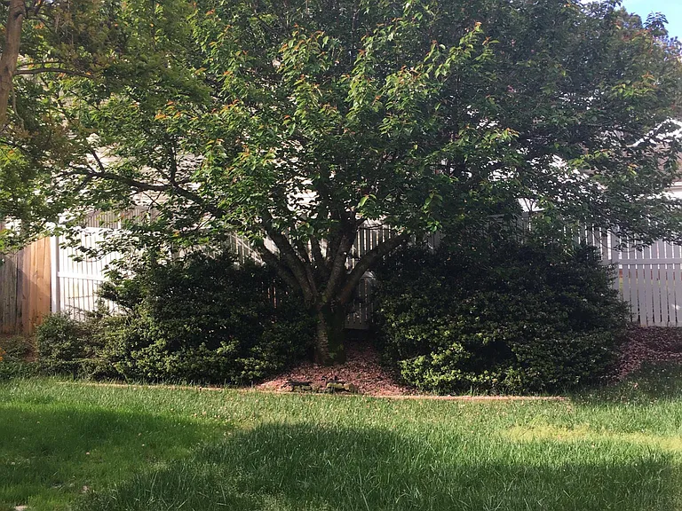backyard 1