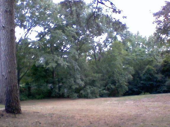 back yard