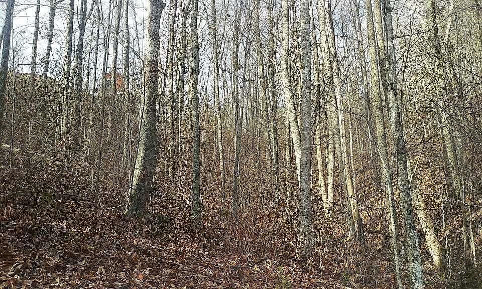 1st image of 56 Red Maple Ln Lot 5&6
