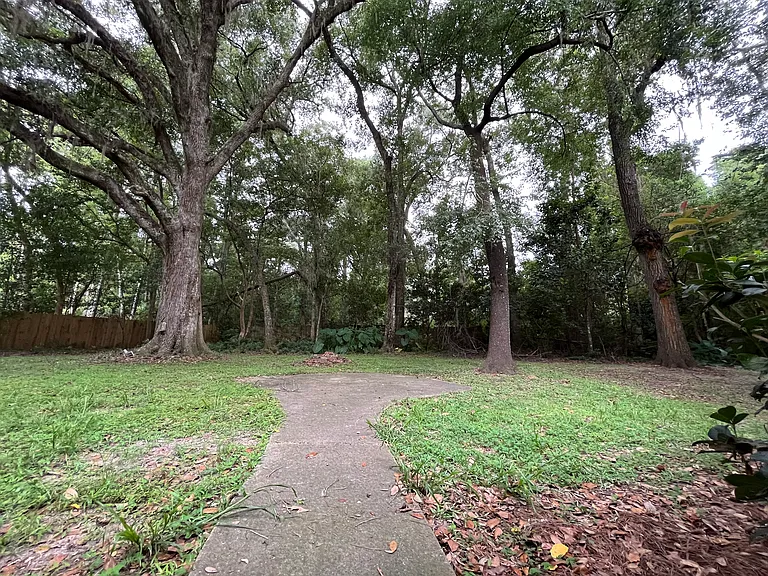 live oak trees