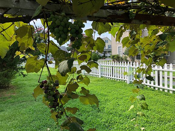 Under Concord grape arbor