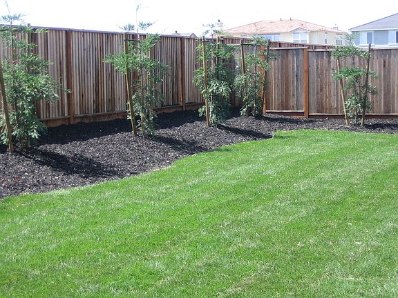 Lush grass