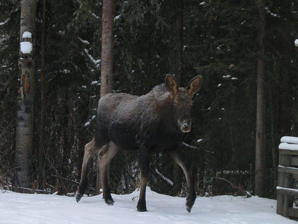 Calf moose in back yard for a visit