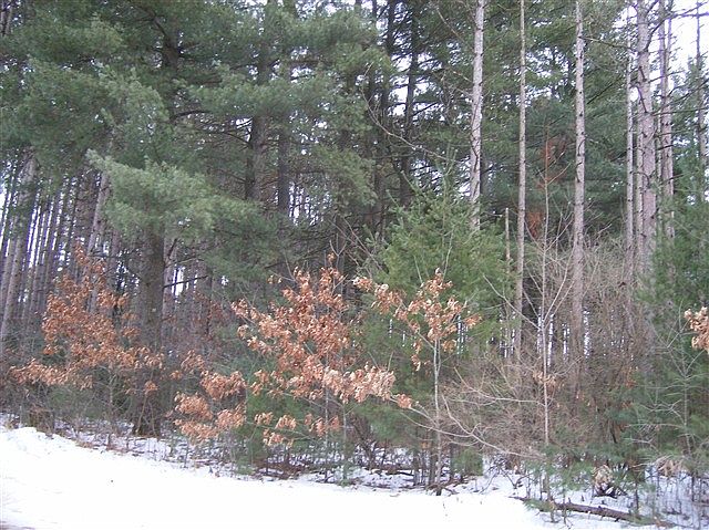 2nd image of 0 W Greentree Trl