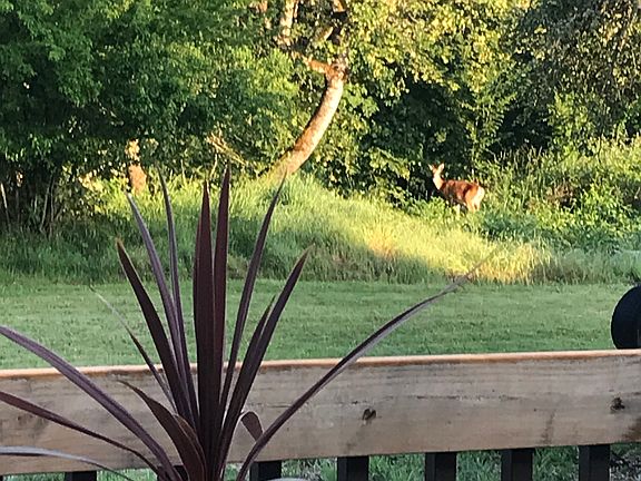 Wildlife 