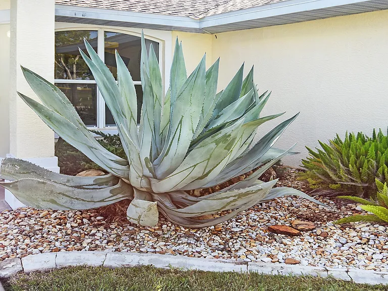 Pelican Blvd — Photo 9