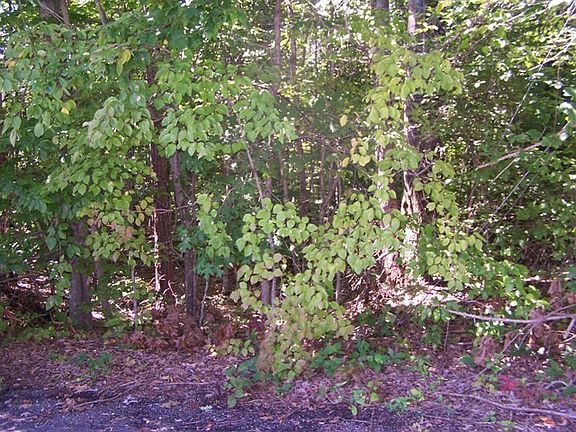 5th image of Lots 9 And 12  Morgan Road