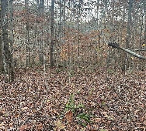 5th image of 468 Horns Creek Rd