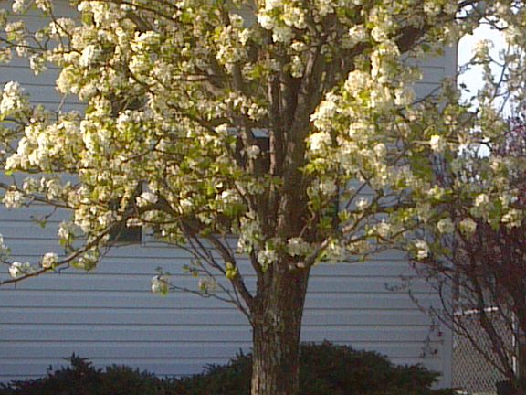 2nd image of 973 Nadine Dr