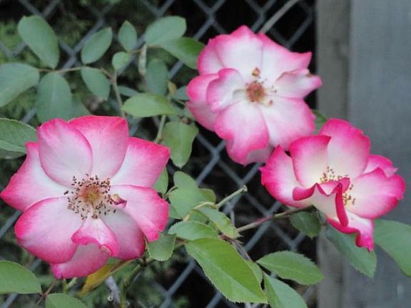 Stop, smell the roses:)