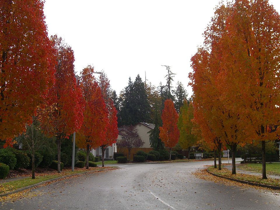 Entrance street with fall colors