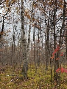 Lot 10 Silver Birch Drive, Cable, WI, 54821