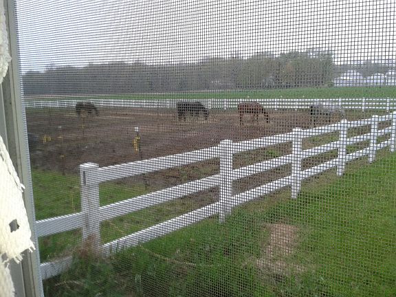 One of many pastures 