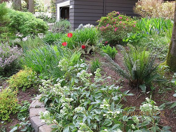 Front Yard 3