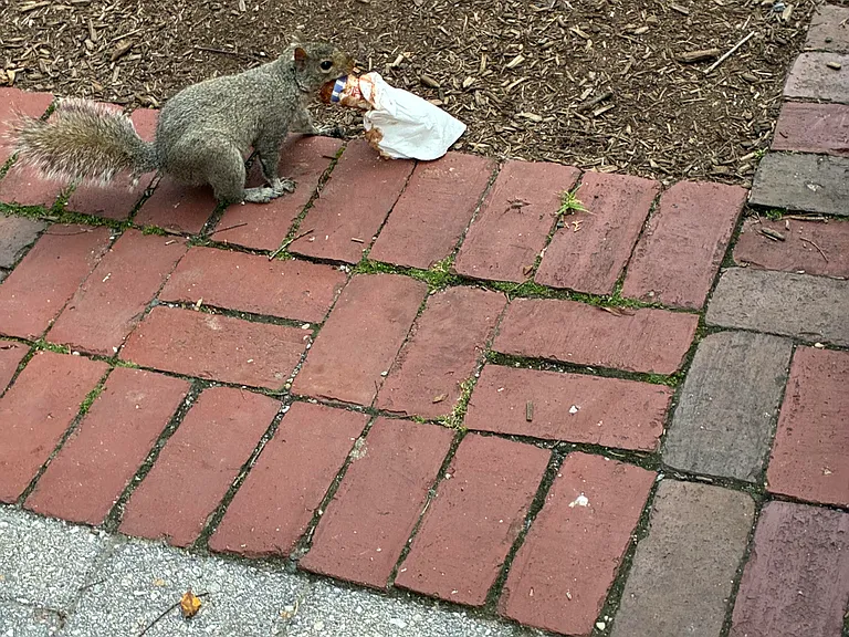 This is a picture of a squirrel eating an ice-cream cone. My daughter took this pic in MA. I assure you that at no time in the history of having this building have we seen a squirrel eating an ice-cream cone like a person. TMI? who is to say.