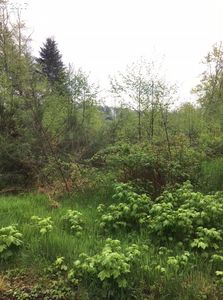 Red Bluff Rd, Elsie, OR, 97138