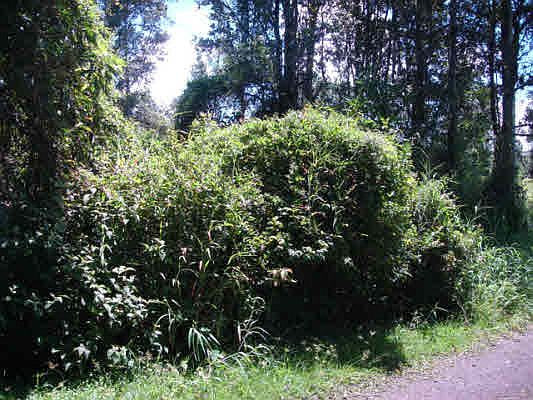 2nd image of Silversword Ct Lot 43