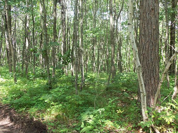 5th image of LOT 1 Brch Tree Trl