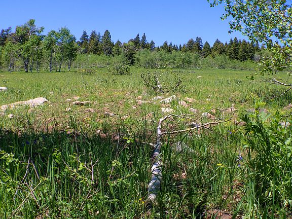 View from edge of aspen trees across open area