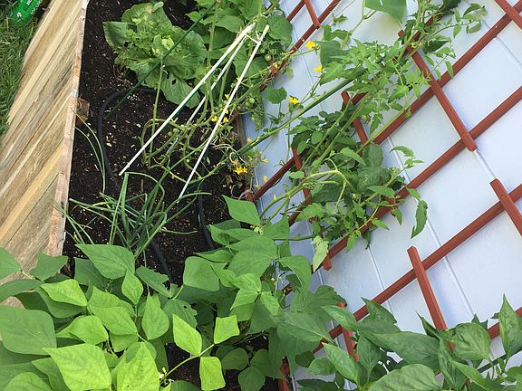 Raised Garden