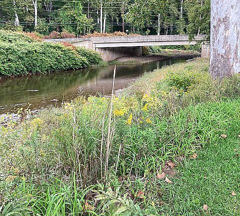 Trout stocked Muncy Creek