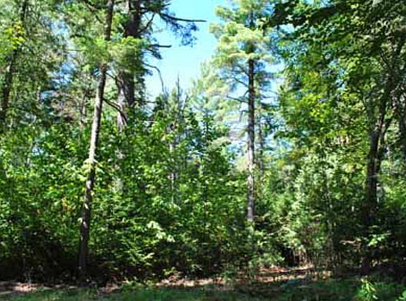 3rd image of Lake Placid Club Way