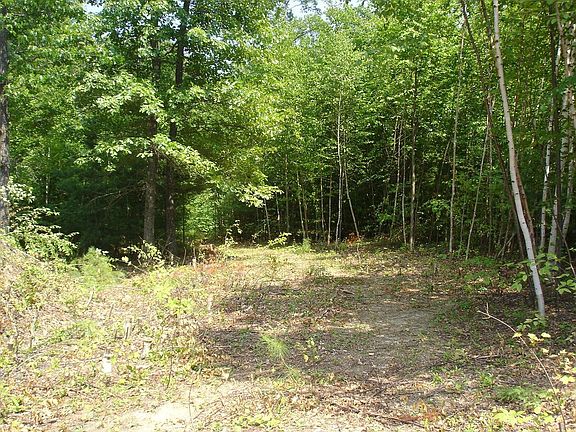 Beautiful birch trees
