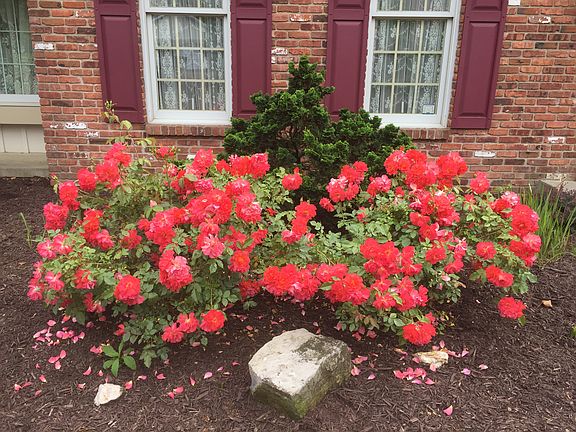 roses in front of house