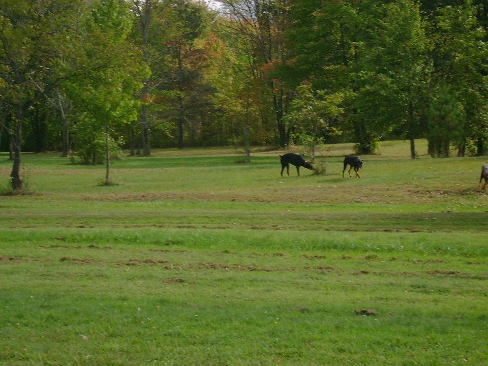 lawn