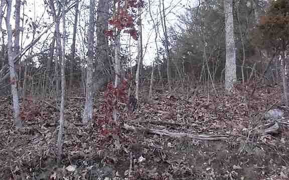 5th image of 196 Polecat Knob