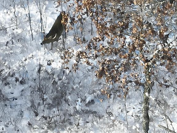 2nd image of Deerborn Dr