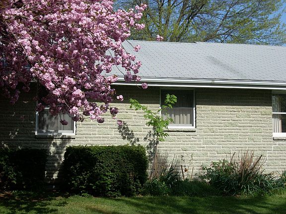 Wild Cherry Blossoms