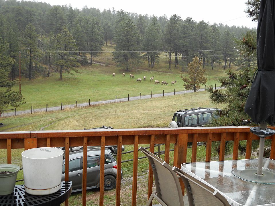 Elk in the morning