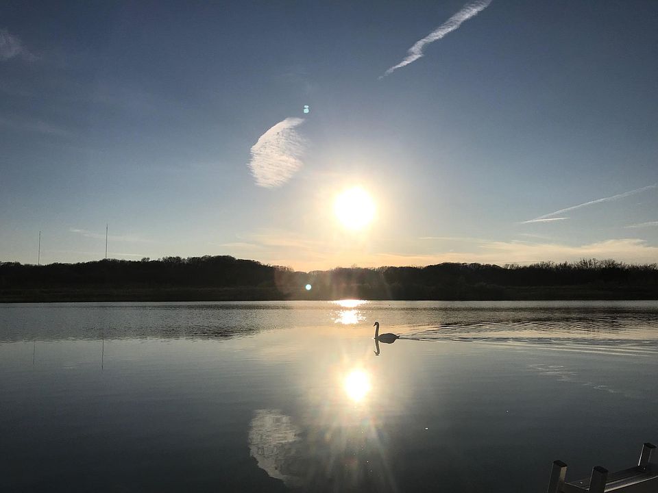 Lots of swans, birds, eagles, fish, turtles