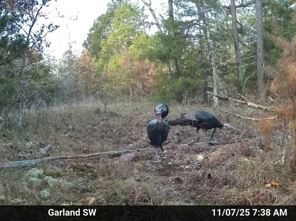 0 Old Dolph Rd, Pineville, AR 72566