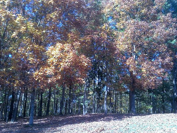 Amazing fall colors