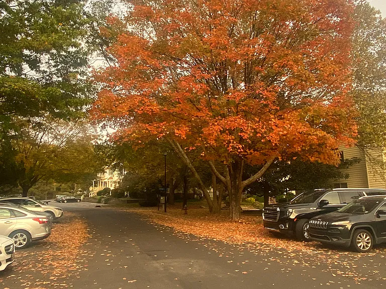 parking lot in fall