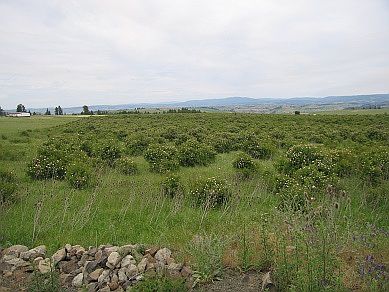 2nd image of Tbd Golden Hills Rancsubdivision