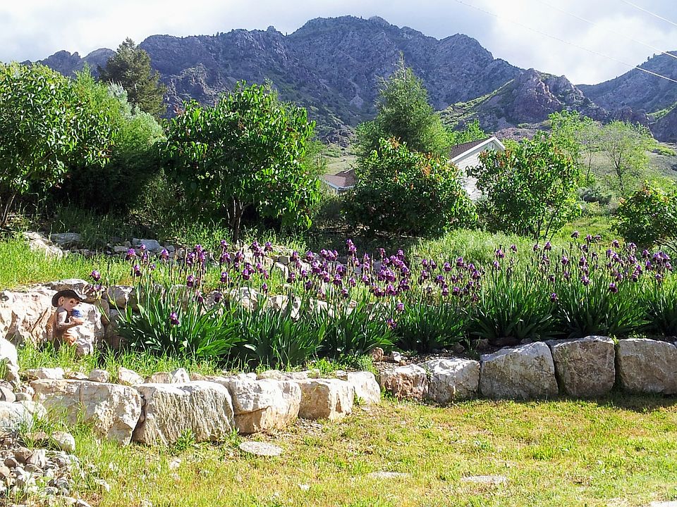 Backyard in Spring