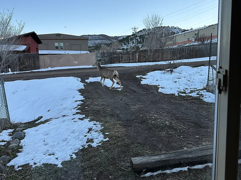 Regular deer visits.