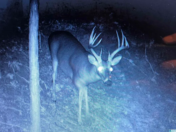 Fern Cir #8-A, Springville, AL 35146