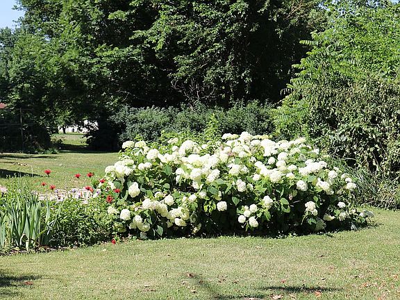 Easy care flowers