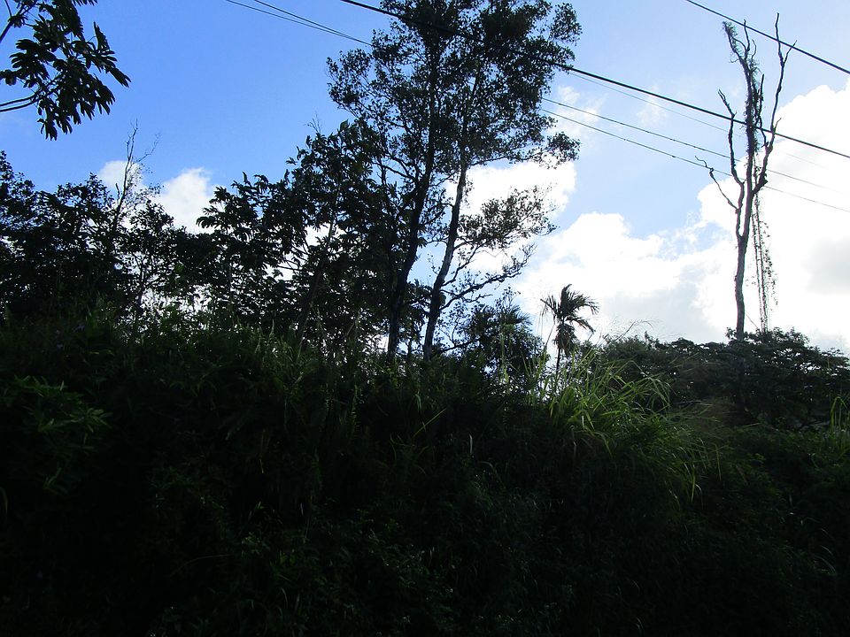 2nd image of Silversword Ct Lot 13