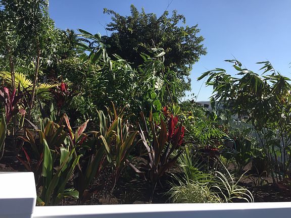 back garden
