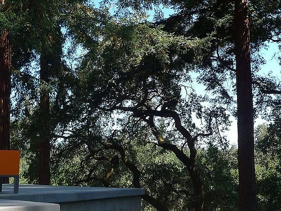 Over 30 redwoods on Property