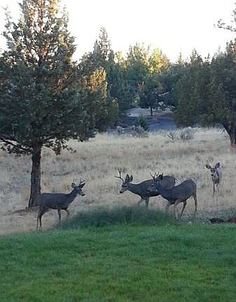 Local friends 