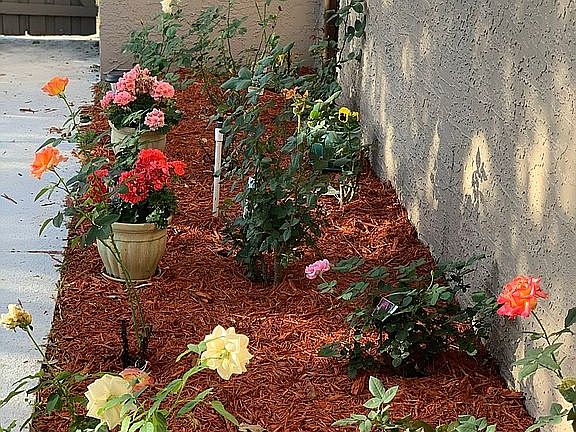 Courtyard Rose Garden