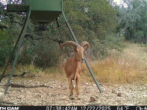000 fm 573, Mullin, TX 76864