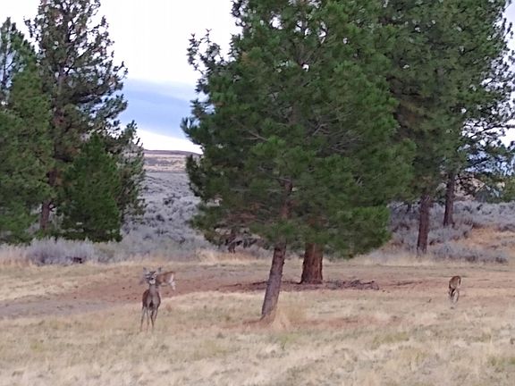4th image of LOT Morgan Acres #A