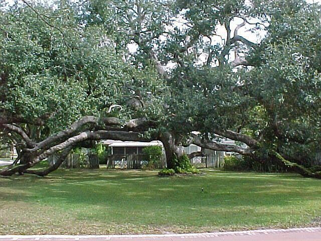 Large Spider Oak Tree